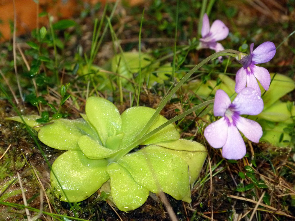 Представитель Семейства Lentibulariaceae